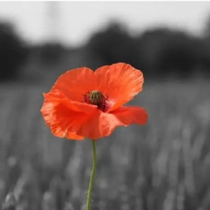 picture of a poppy 
